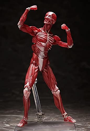 FIgma Human Anatomical Model