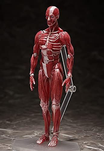 FIgma Human Anatomical Model